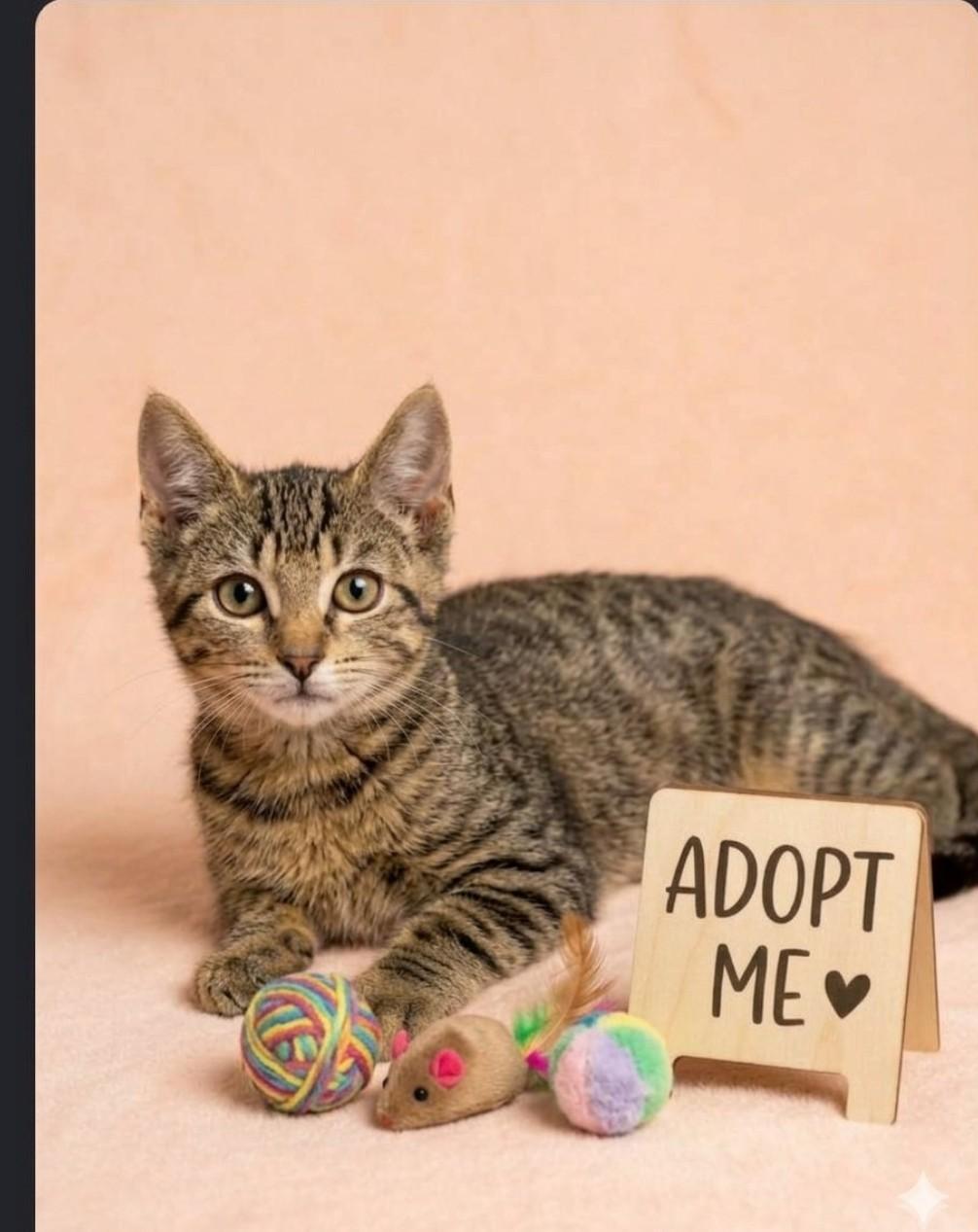 Enlarge Foxy - Sweet and affectionate, a Adoptable Domestic Short Hair in Muskego, WI image 2/2
