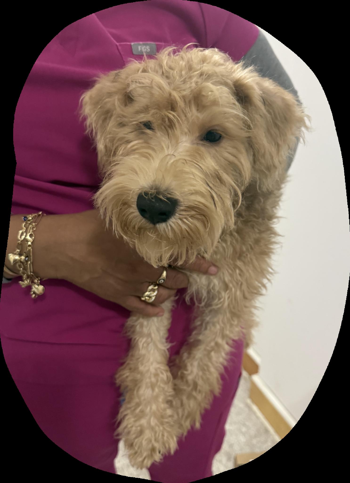 Sky, Adoptable, Puppy Male Schnoodle.