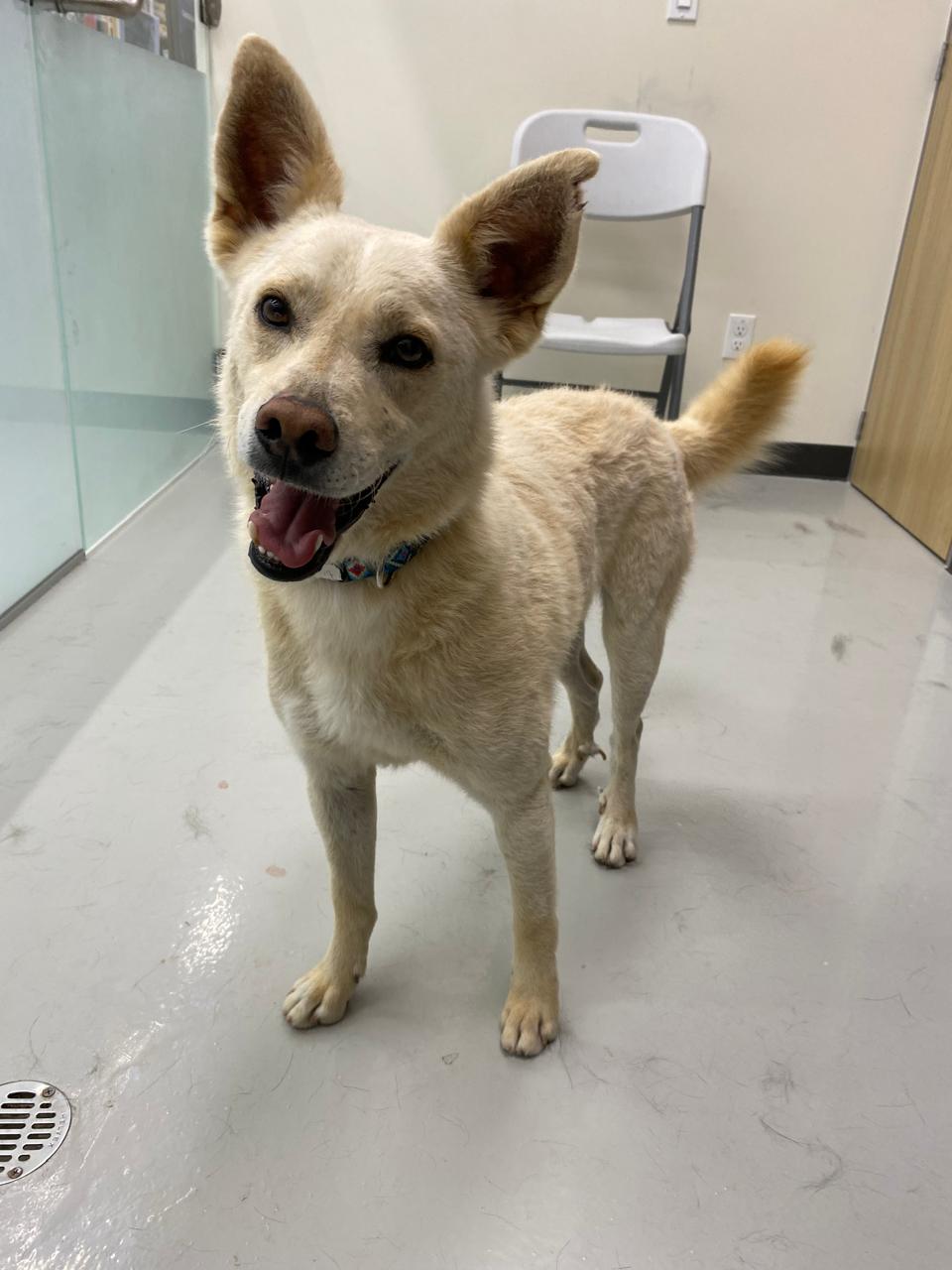 Enlarge logan, a Adoptable mixed breed in Tijuana, BCN image 3/4