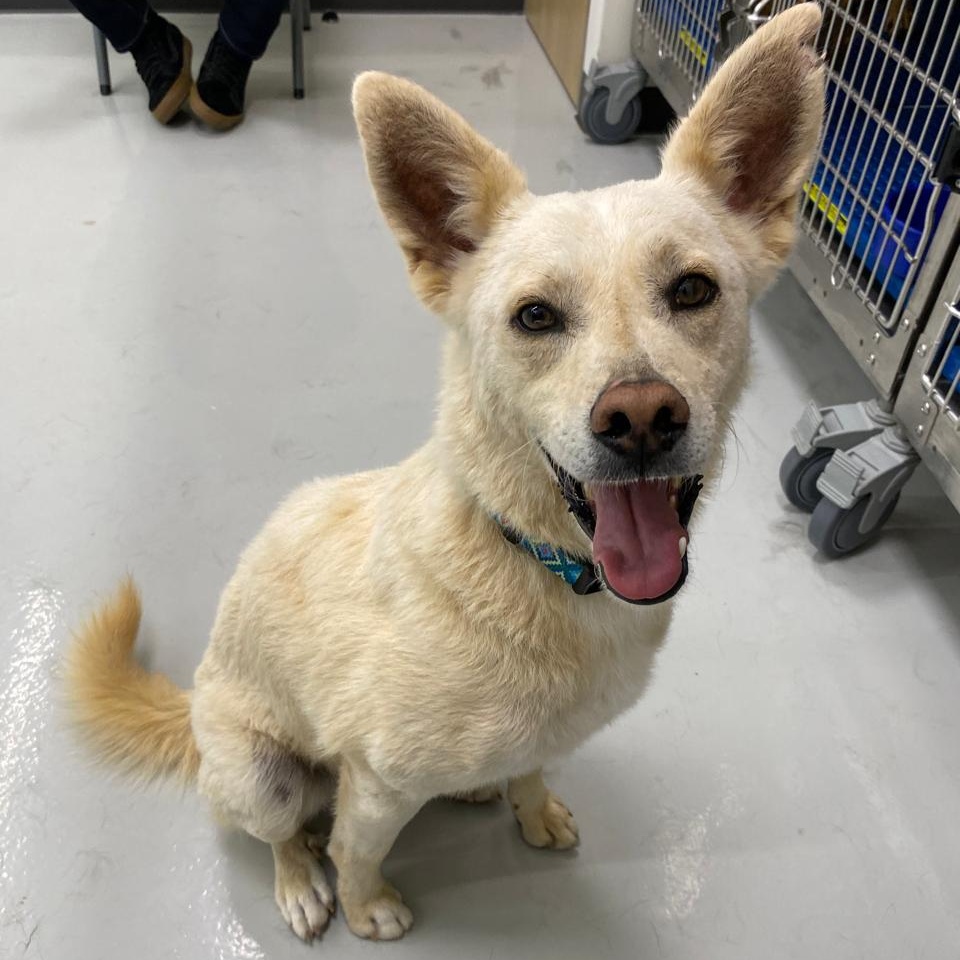 logan, Adoptable, Adult Male Canaan Dog.