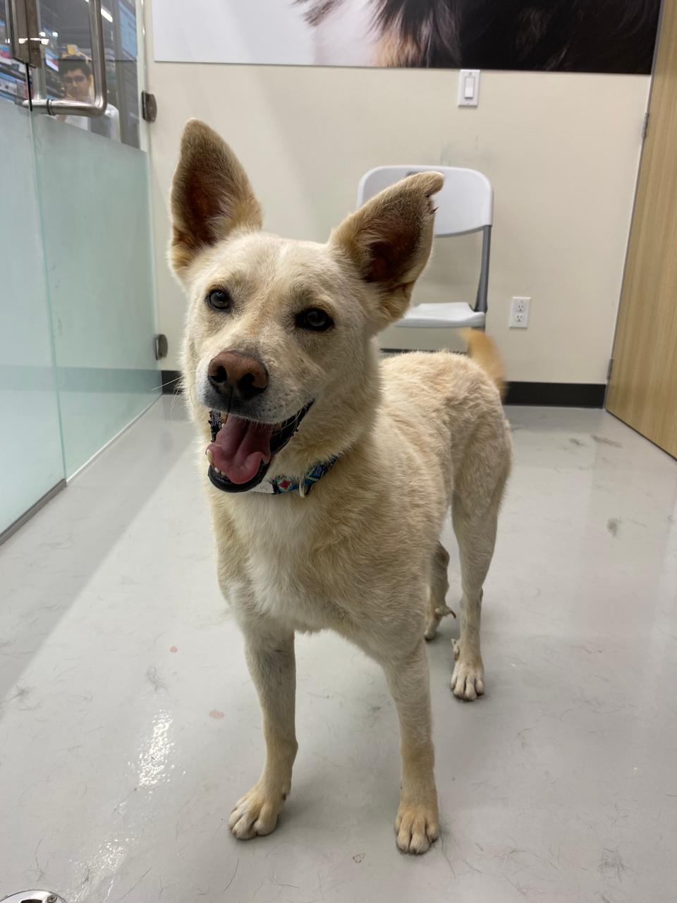 Enlarge logan, a Adoptable mixed breed in Tijuana, BCN image 4/4