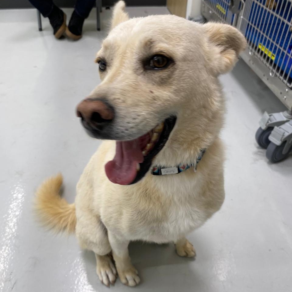 Enlarge logan, a Adoptable mixed breed in Tijuana, BCN image 2/4