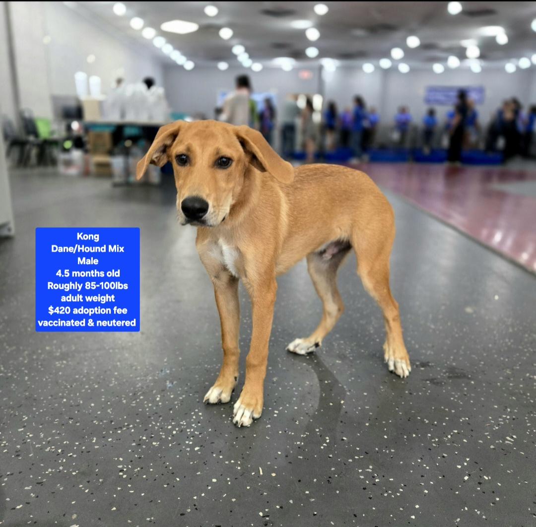 Kong, ADOPTABLE, Puppy Male Hound & Great Dane.