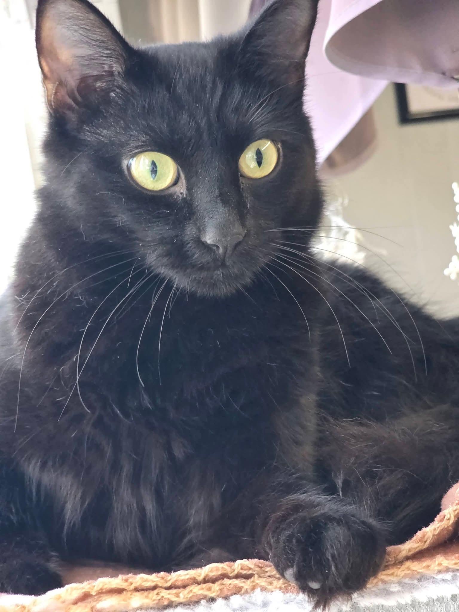 Enlarge Kailey , a ADOPTABLE Domestic Medium Hair in North Platte, NE image 6/6