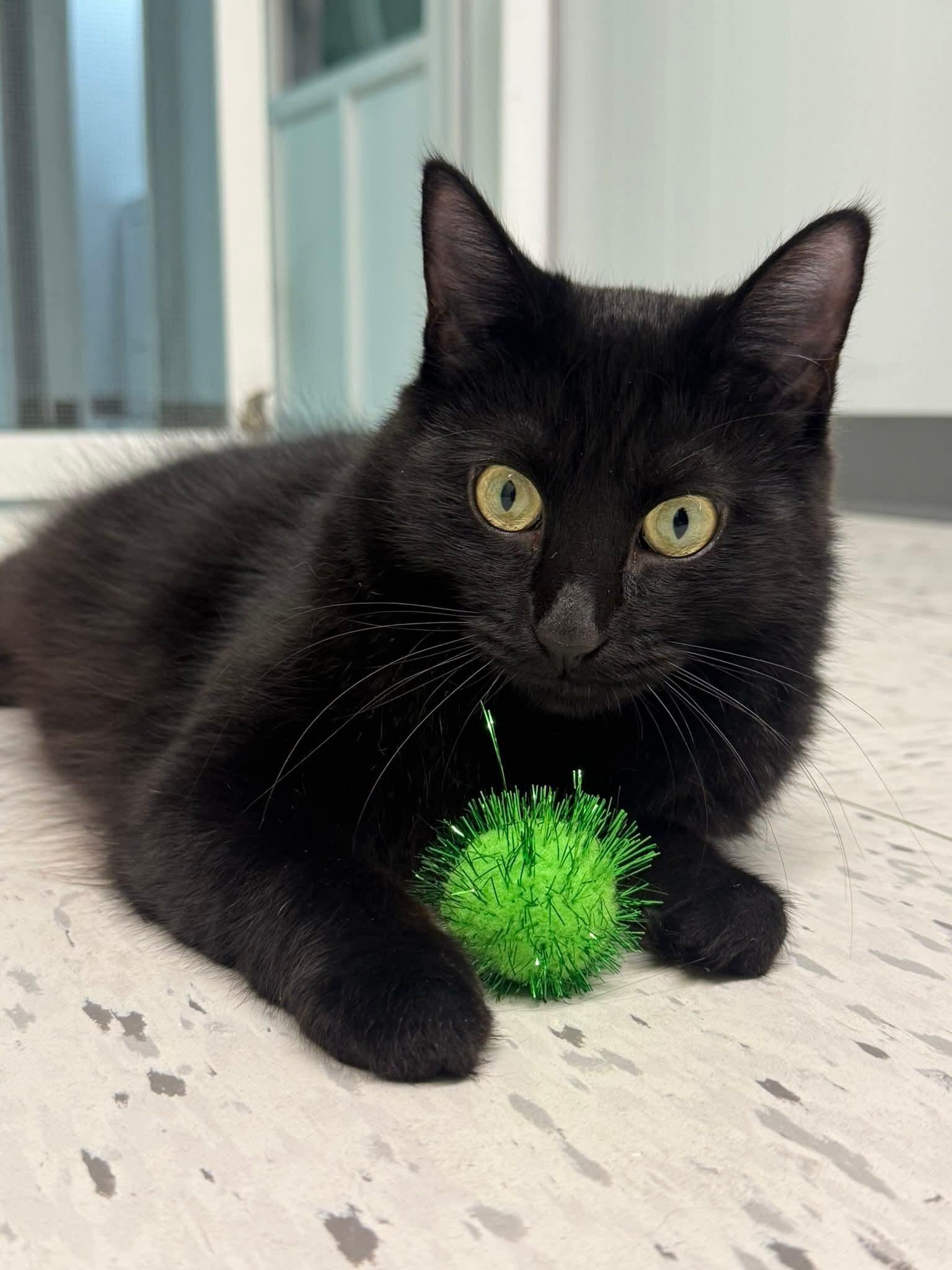 Kailey , ADOPTABLE, Young Female Domestic Medium Hair.