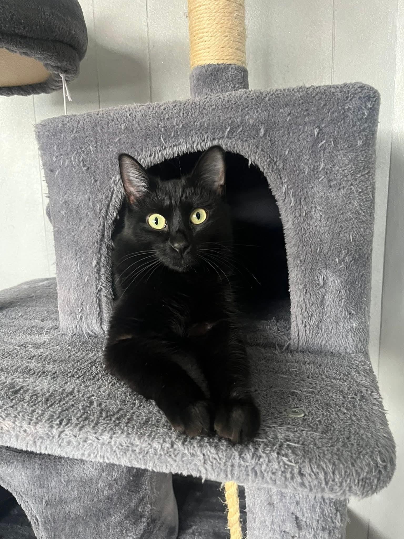 Enlarge Kailey , a ADOPTABLE Domestic Medium Hair in North Platte, NE image 3/6