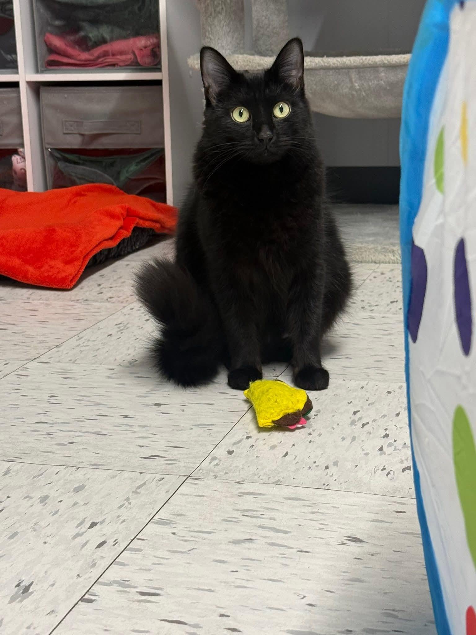 Enlarge Kailey , a ADOPTABLE Domestic Medium Hair in North Platte, NE image 4/6