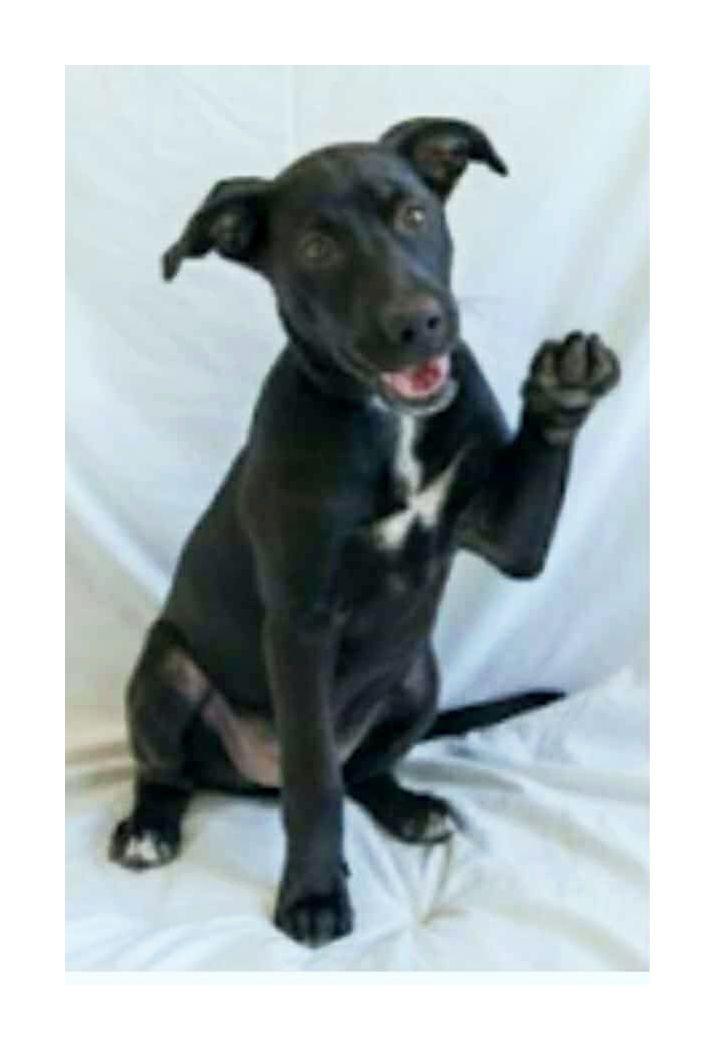 Vader, a Adoptable mixed breed in Melbourne, AR image 2/3