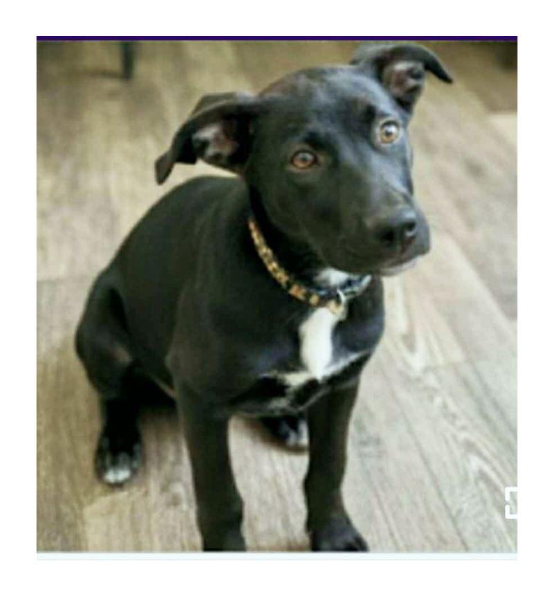 Vader, a Adoptable mixed breed in Melbourne, AR image 1/3