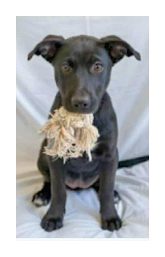Vader, a Adoptable mixed breed in Melbourne, AR image 3/3