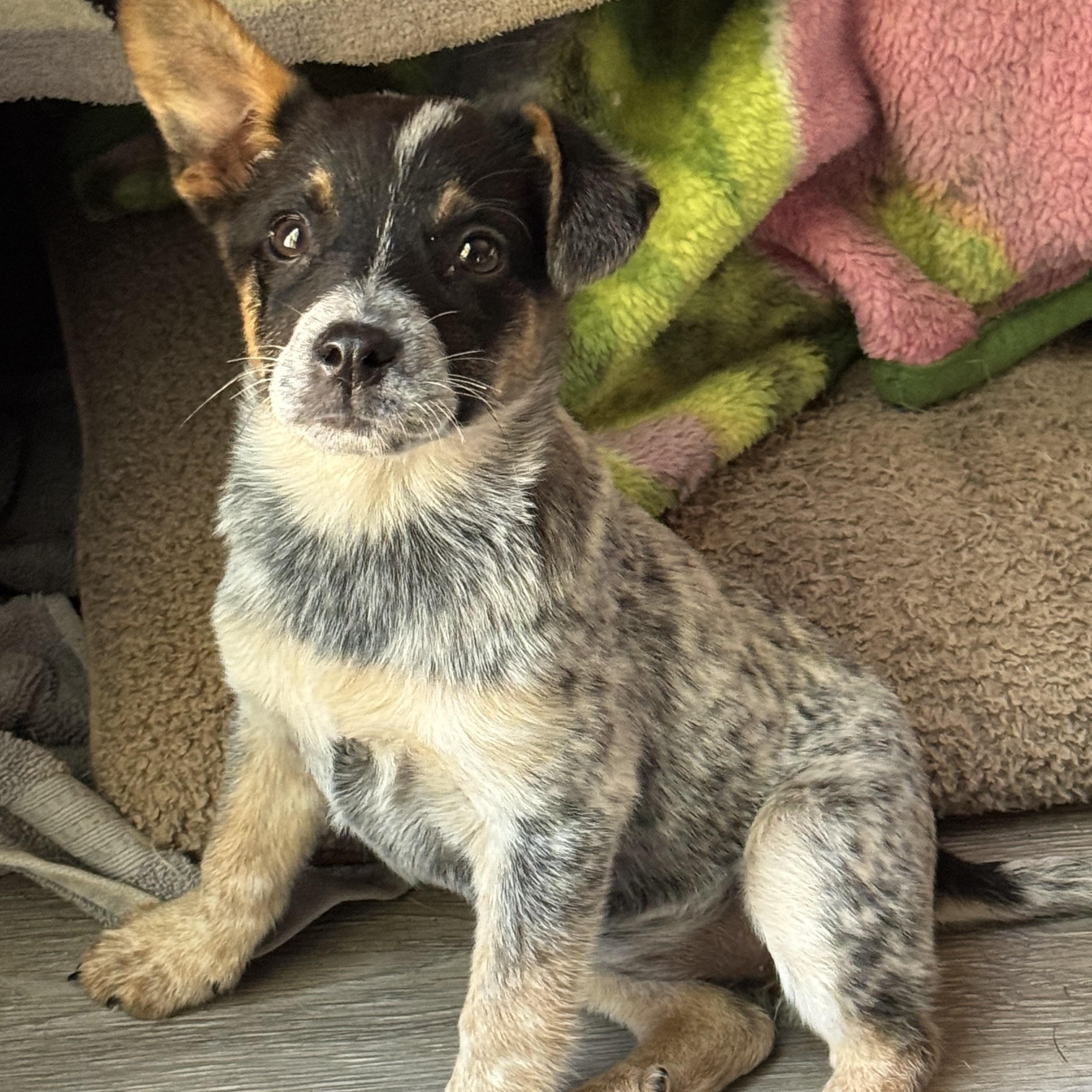 Eliza, a ADOPTABLE Australian Cattle Dog / Blue Heeler in Fredericksburg, VA image 1/3