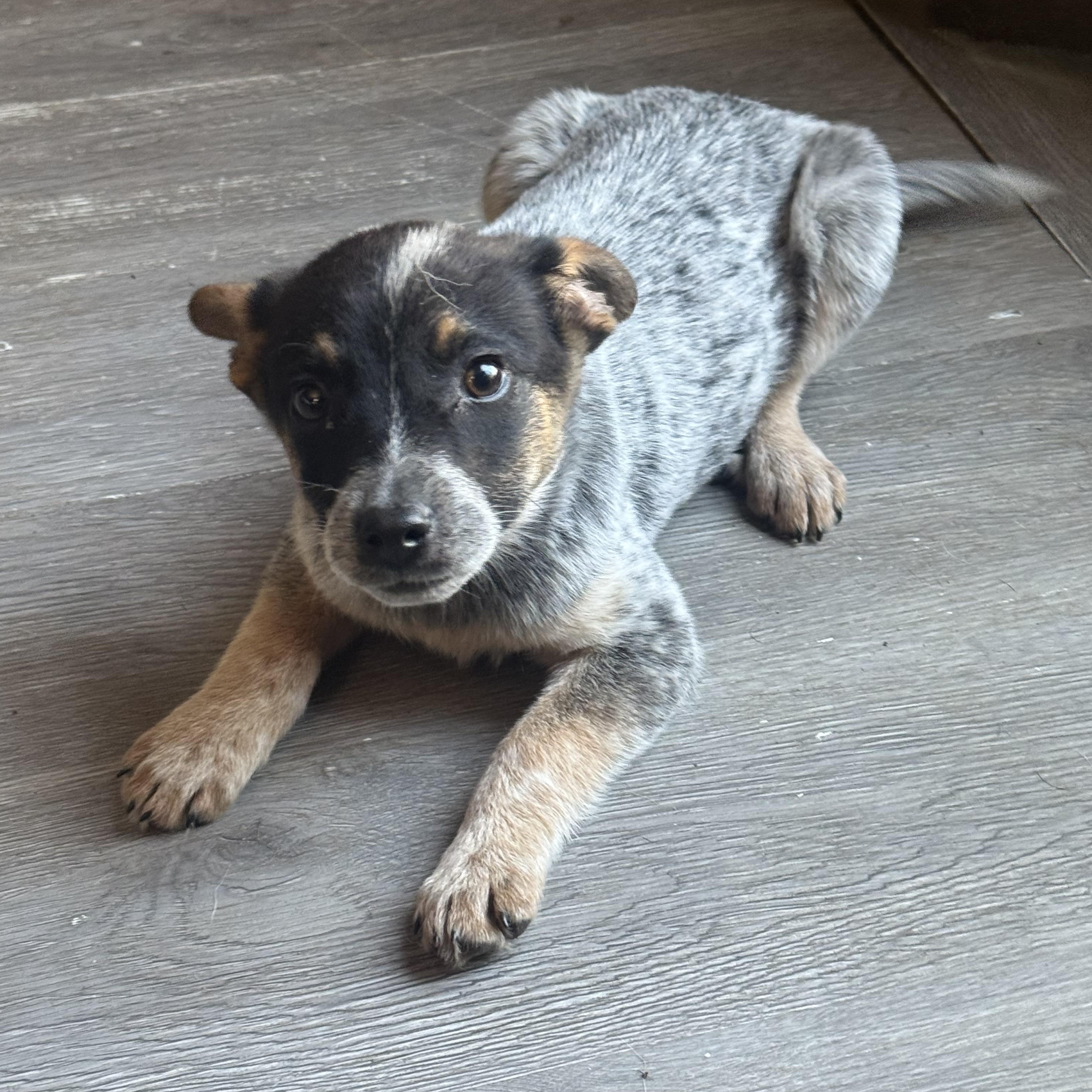 Eliza, a ADOPTABLE Australian Cattle Dog / Blue Heeler in Fredericksburg, VA image 2/3