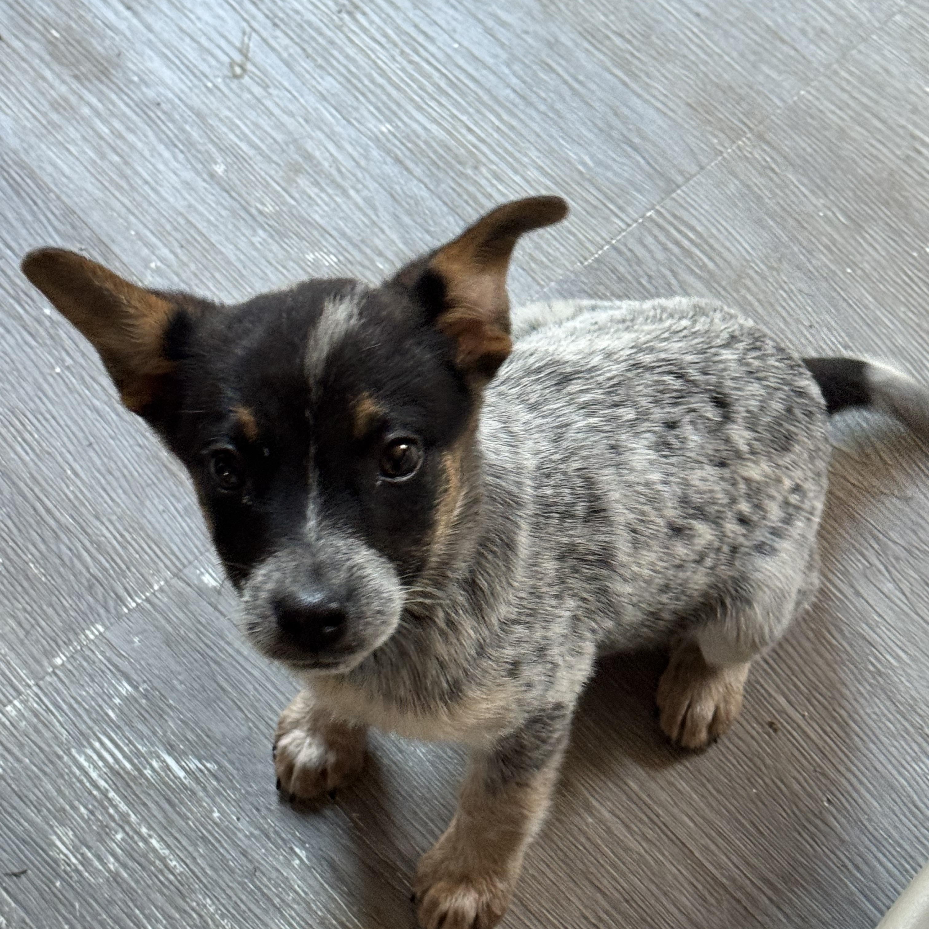 Eliza, a ADOPTABLE Australian Cattle Dog / Blue Heeler in Fredericksburg, VA image 3/3