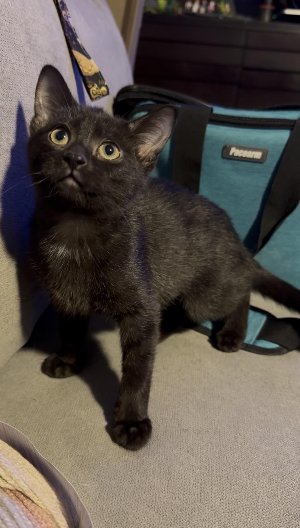 Orzo, a Adoptable Domestic Short Hair in Midvale, UT image 1/3