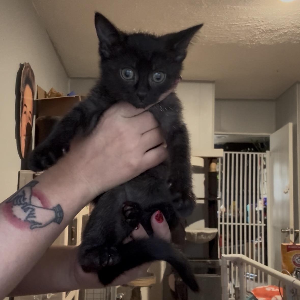 Orzo, a Adoptable Domestic Short Hair in Midvale, UT image 3/3