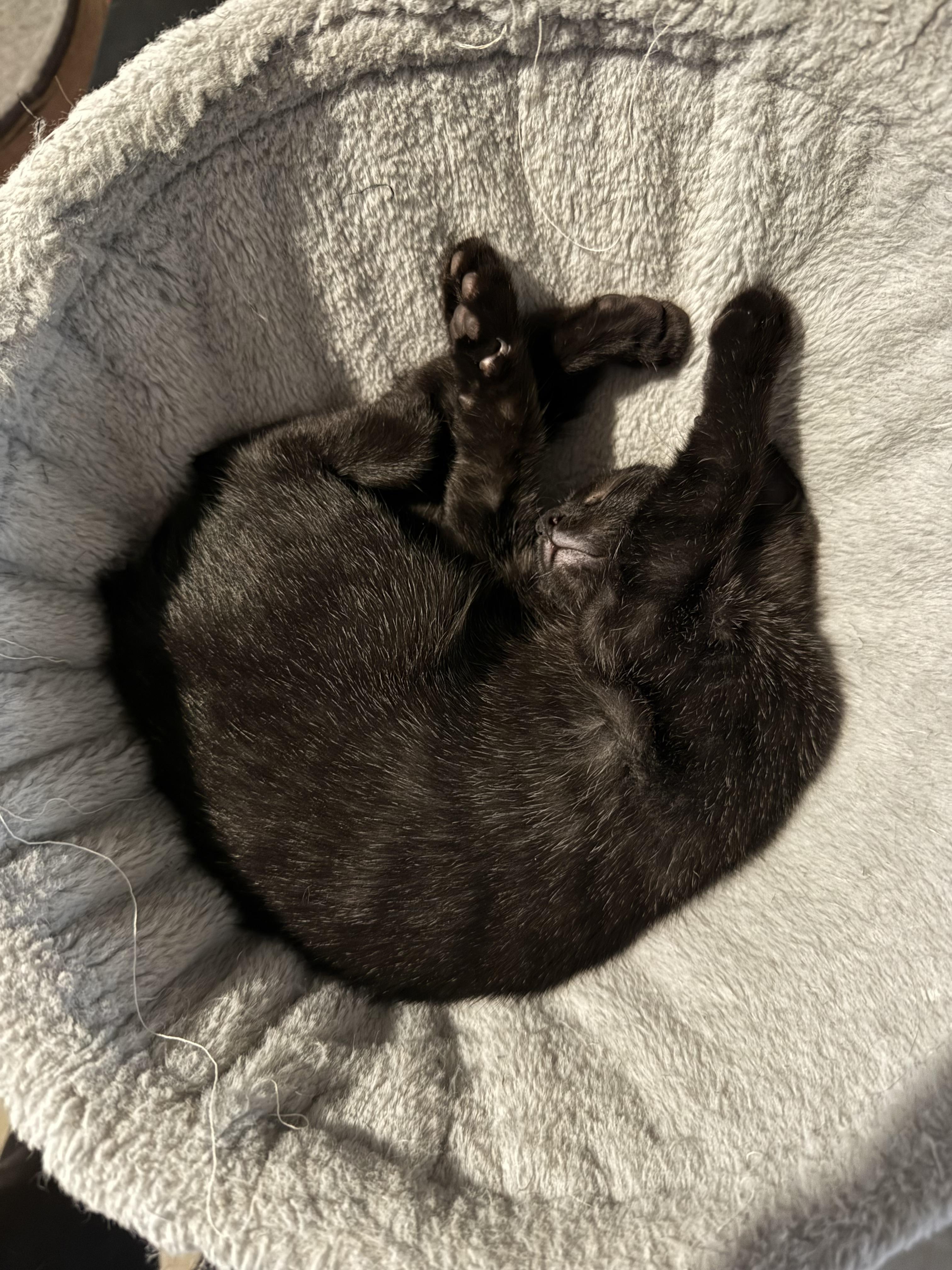 Orzo, Adoptable, Kitten Female Domestic Short Hair.