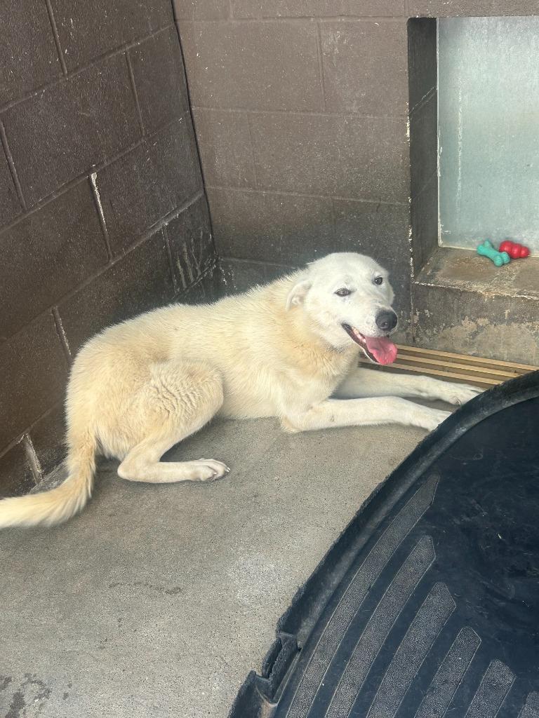 John Wayne, Adoptable, Adult Male Great Pyrenees & Mixed Breed.