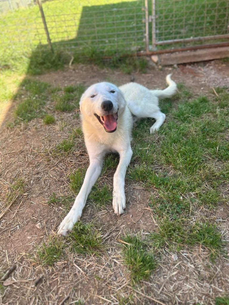 John Wayne, a Adoptable mixed breed in Russellville, KY image 2/4