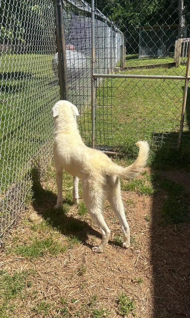 John Wayne, a Adoptable mixed breed in Russellville, KY image 3/4