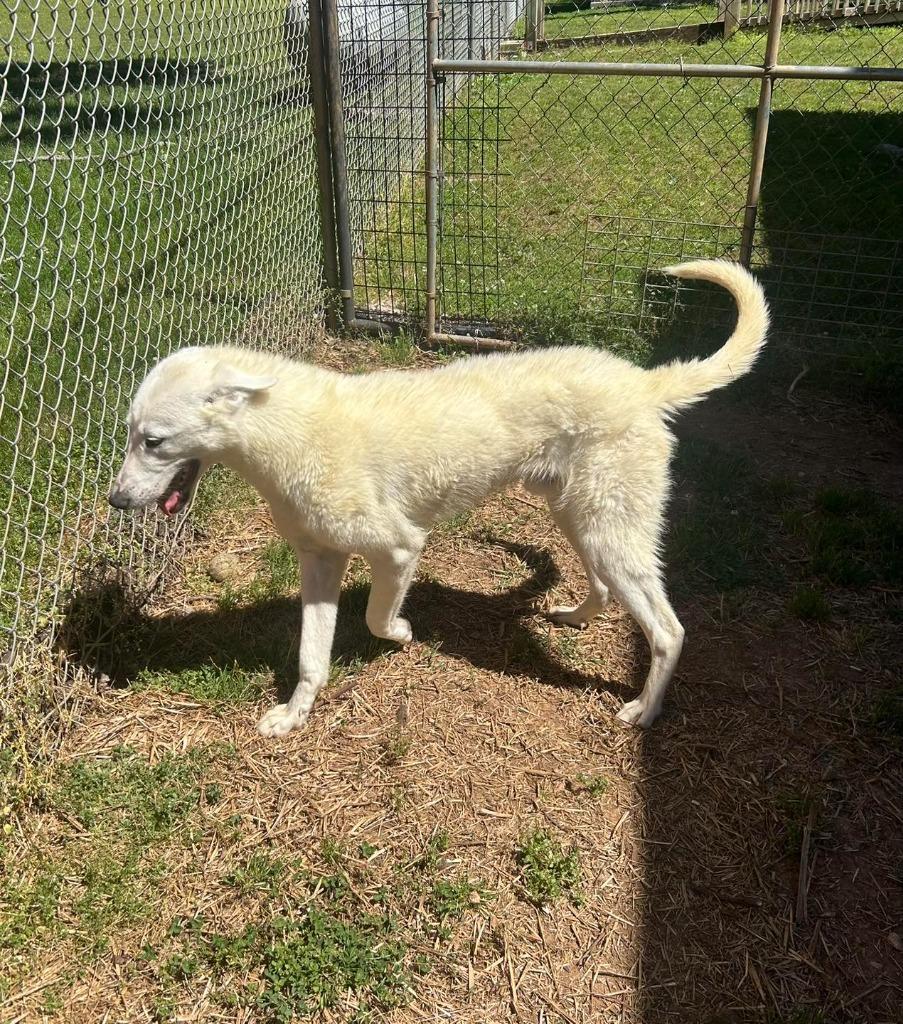 John Wayne, a Adoptable mixed breed in Russellville, KY image 4/4