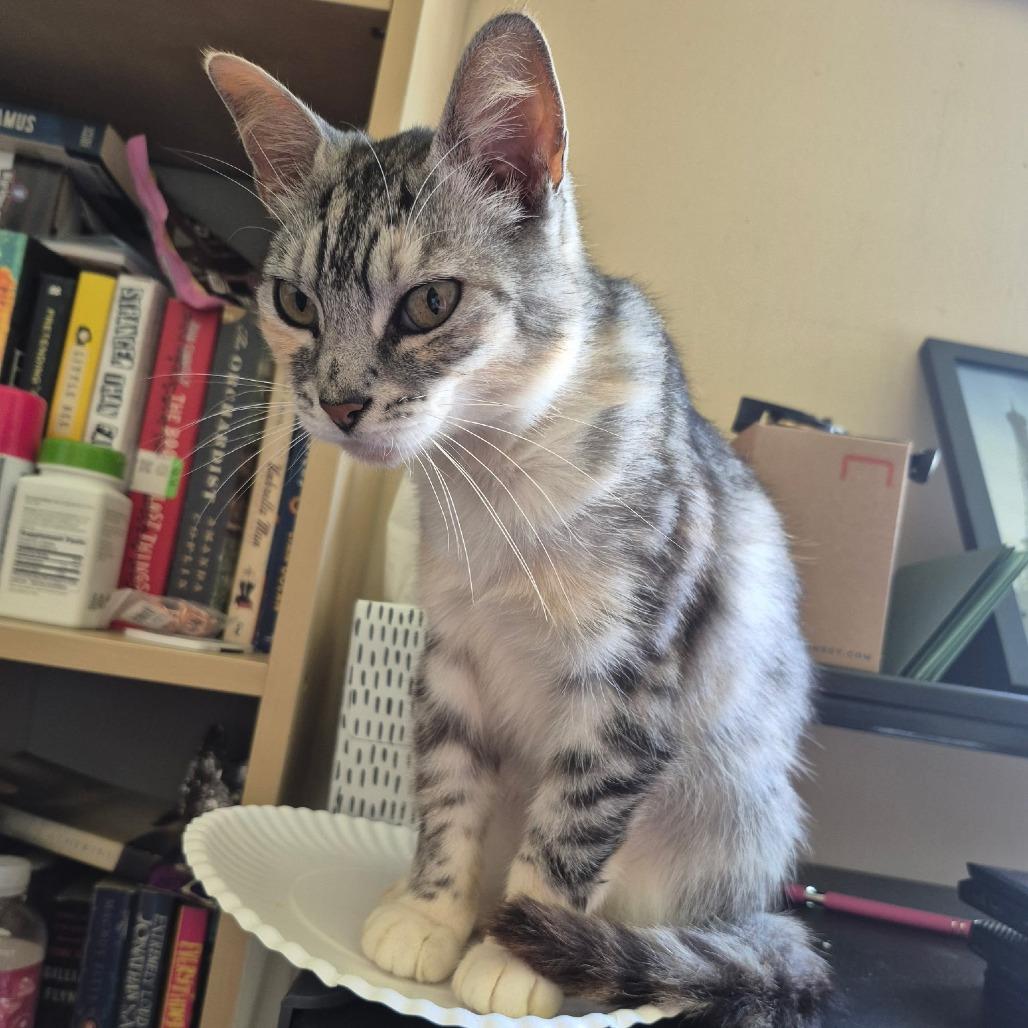 Genie, a Adoptable Domestic Short Hair in Marion, IL image 1/3