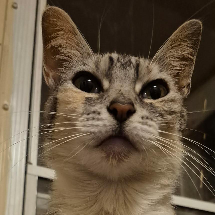 Genie, a Adoptable Domestic Short Hair in Marion, IL image 2/3