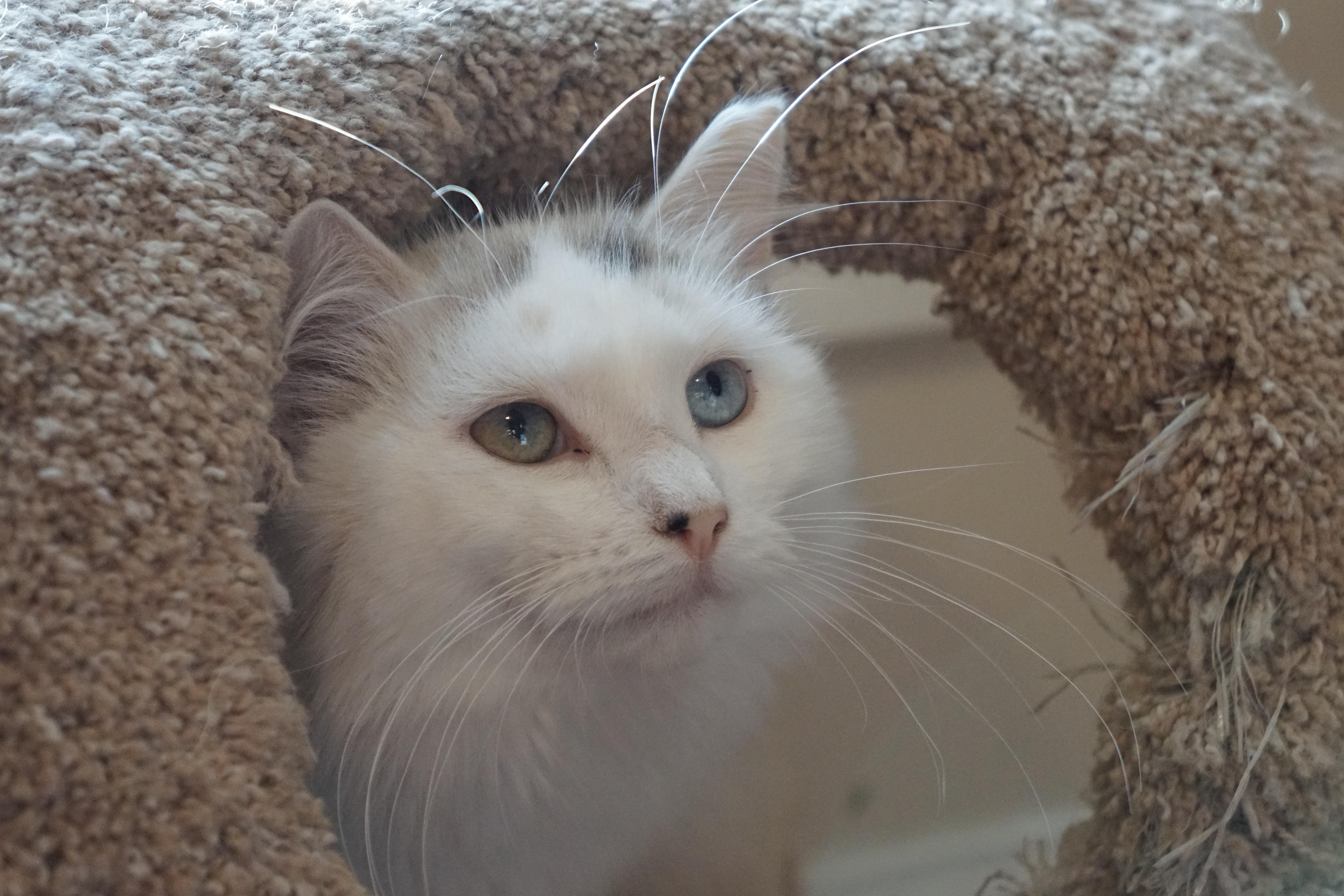 Marie, adopted, Kitten Female Domestic Short Hair.