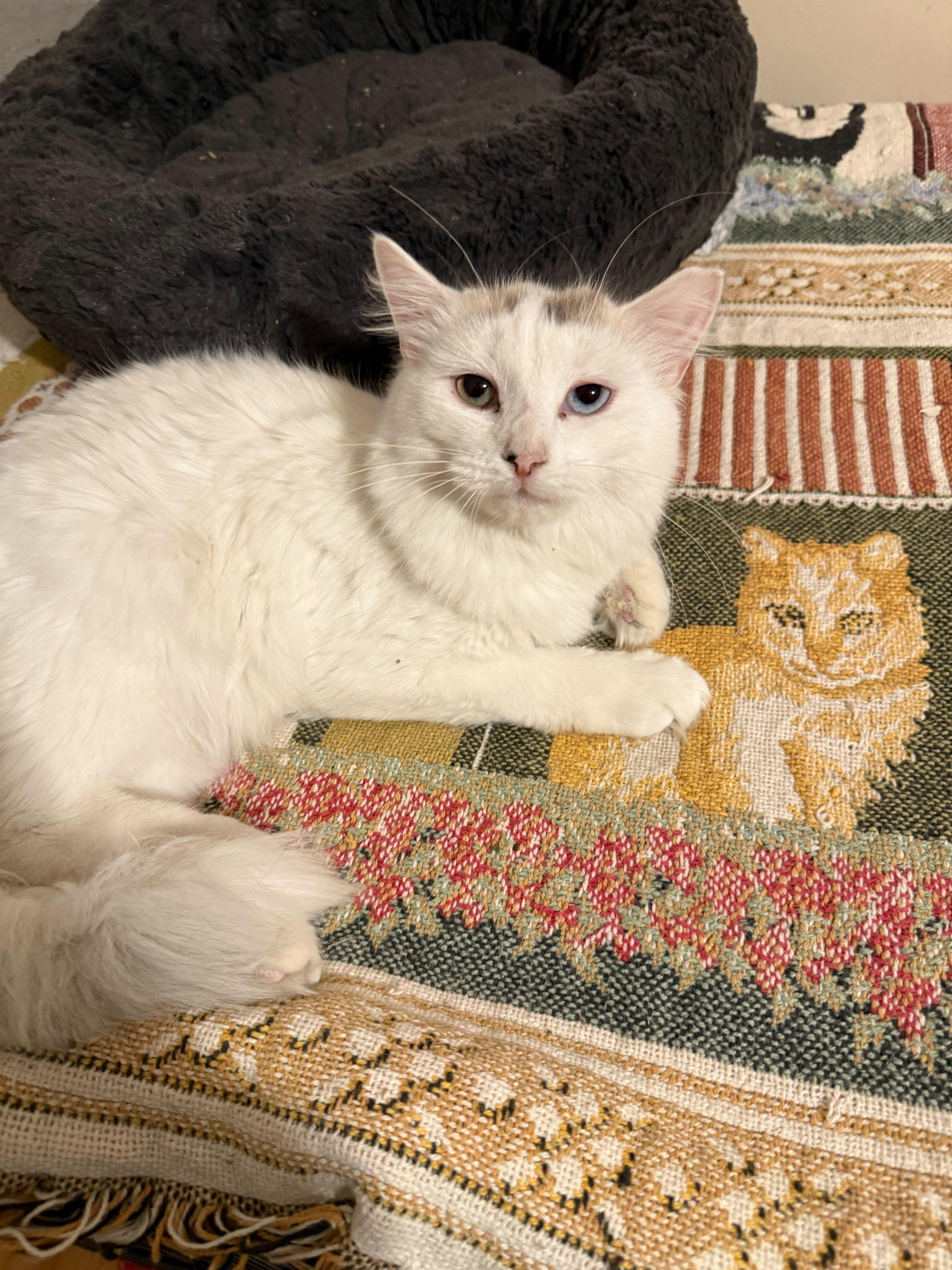 Enlarge Marie, an adopted mixed breed in New Bedford, MA image 3/3