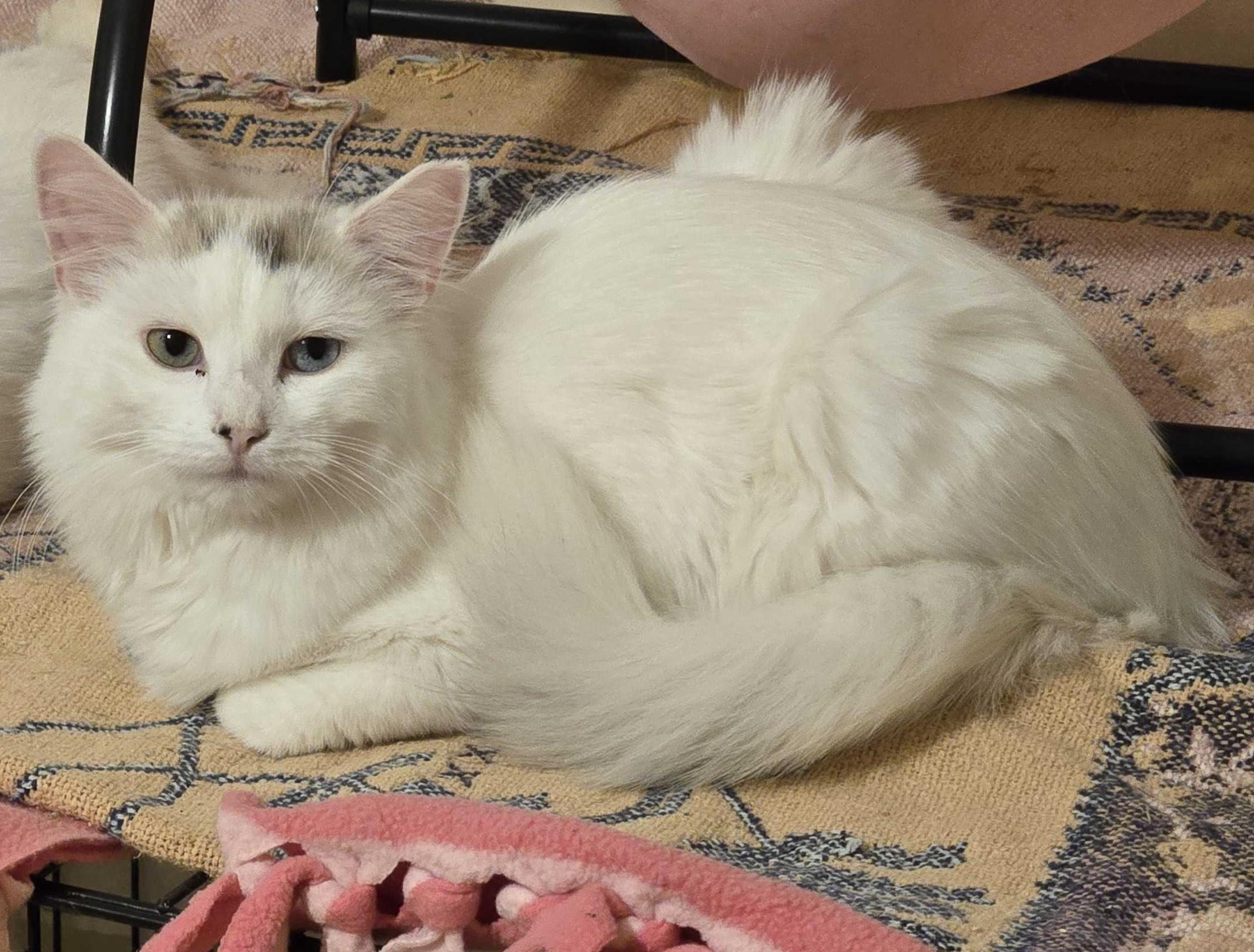 Enlarge Marie, an adopted mixed breed in New Bedford, MA image 2/3