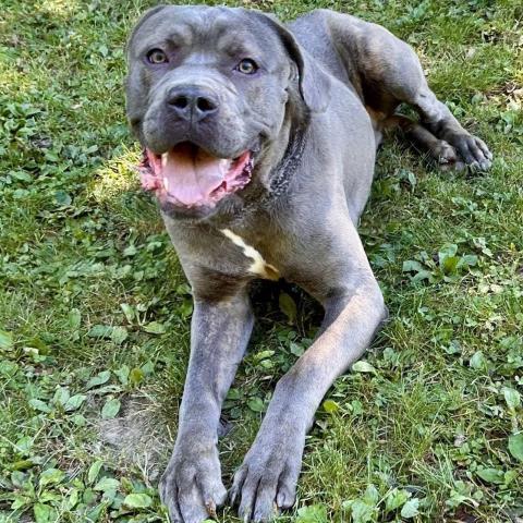 GOMER, Adoptable, Adult Male Cane Corso.