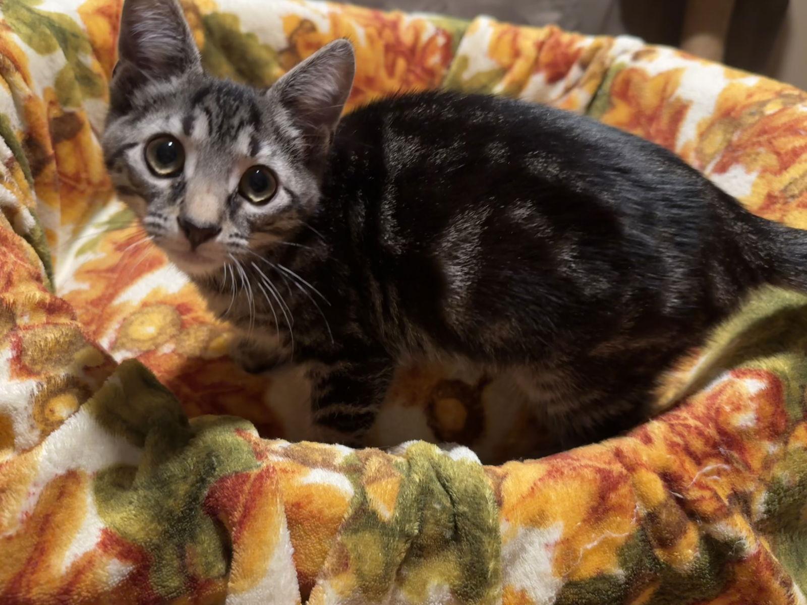 Enlarge Frankie, a Adoptable Domestic Short Hair in Newtown Square, PA image 3/3