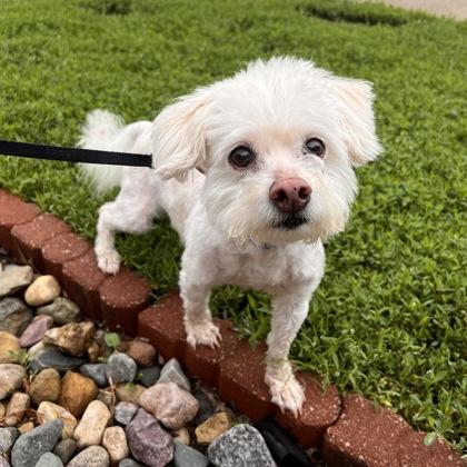 Enlarge Sir Scruffy, a Adoptable mixed breed in Merriam, KS image 1/1
