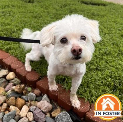 Sir Scruffy, Adoptable, Senior Male Maltese & Mixed Breed.