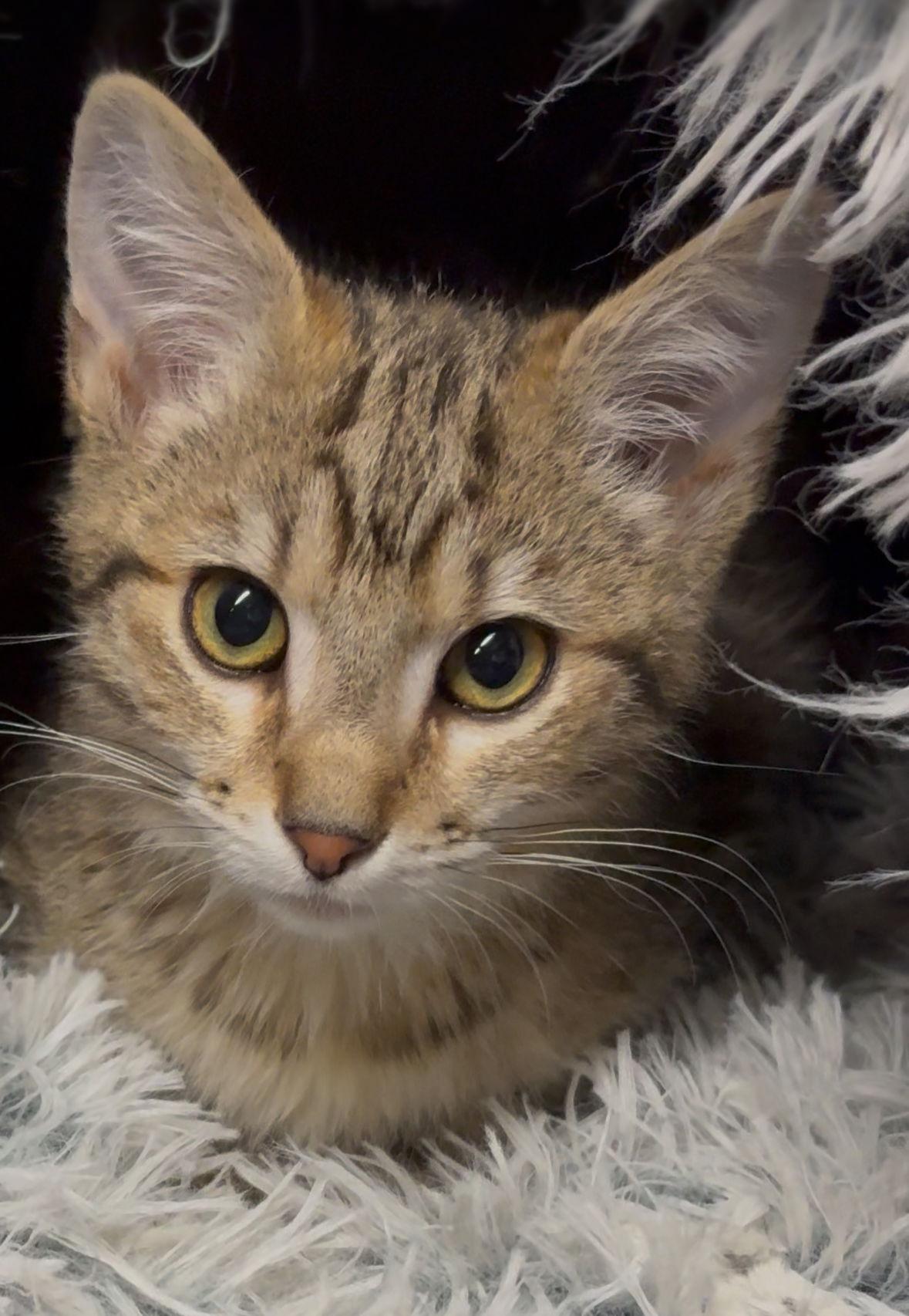 Enlarge Oscar, a Adoptable Domestic Medium Hair in Cuyahoga Falls, OH image 1/1