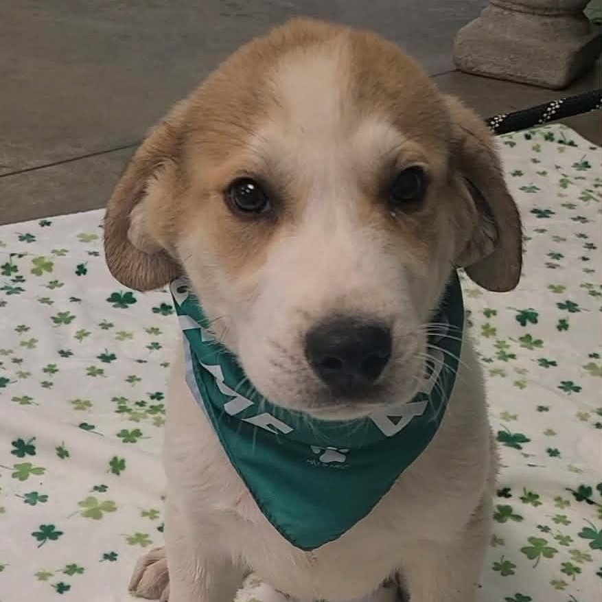 Enlarge Stitch, a ADOPTABLE mixed breed in Woolwich, ME image 3/4