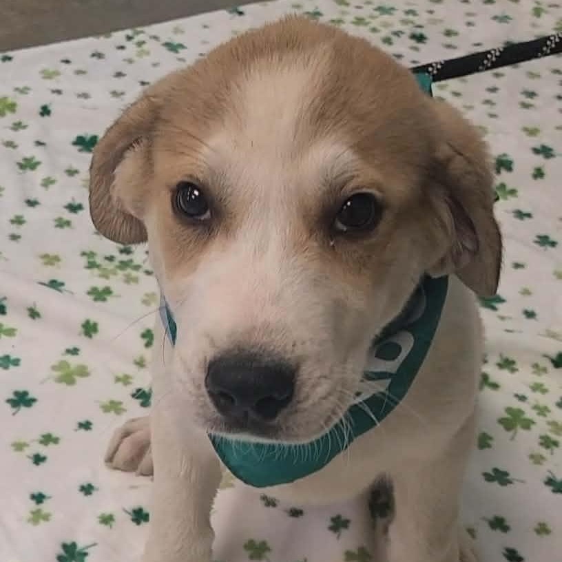 Enlarge Stitch, a ADOPTABLE mixed breed in Woolwich, ME image 2/4