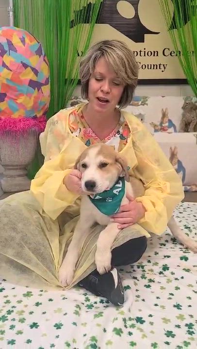 Enlarge Stitch, a ADOPTABLE mixed breed in Woolwich, ME video 4/4