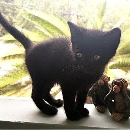 Shadow, adopted, Kitten Male Domestic Short Hair.