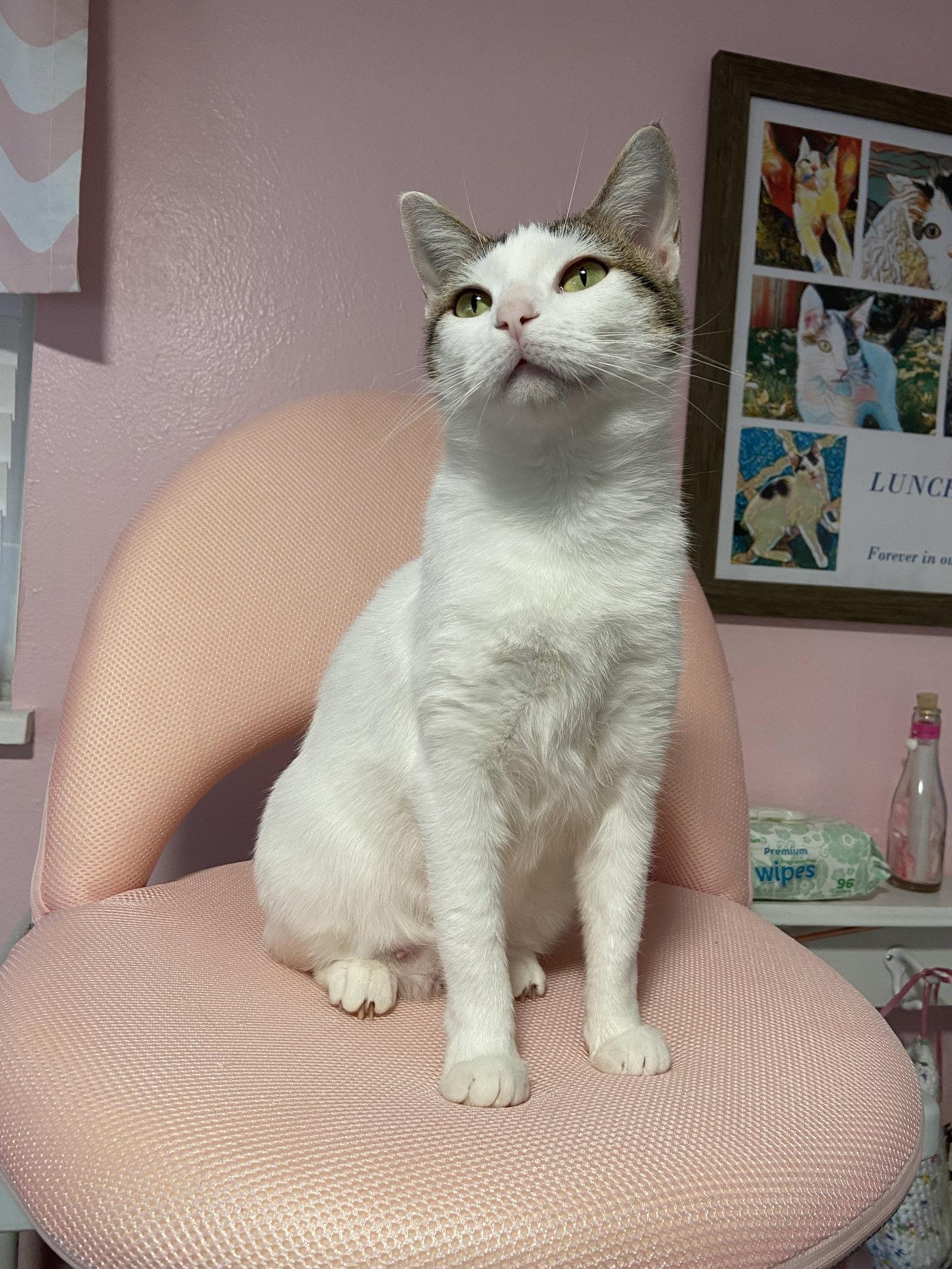 Enlarge Cindy, a Adopted Domestic Short Hair in Aurora, CO image 3/3