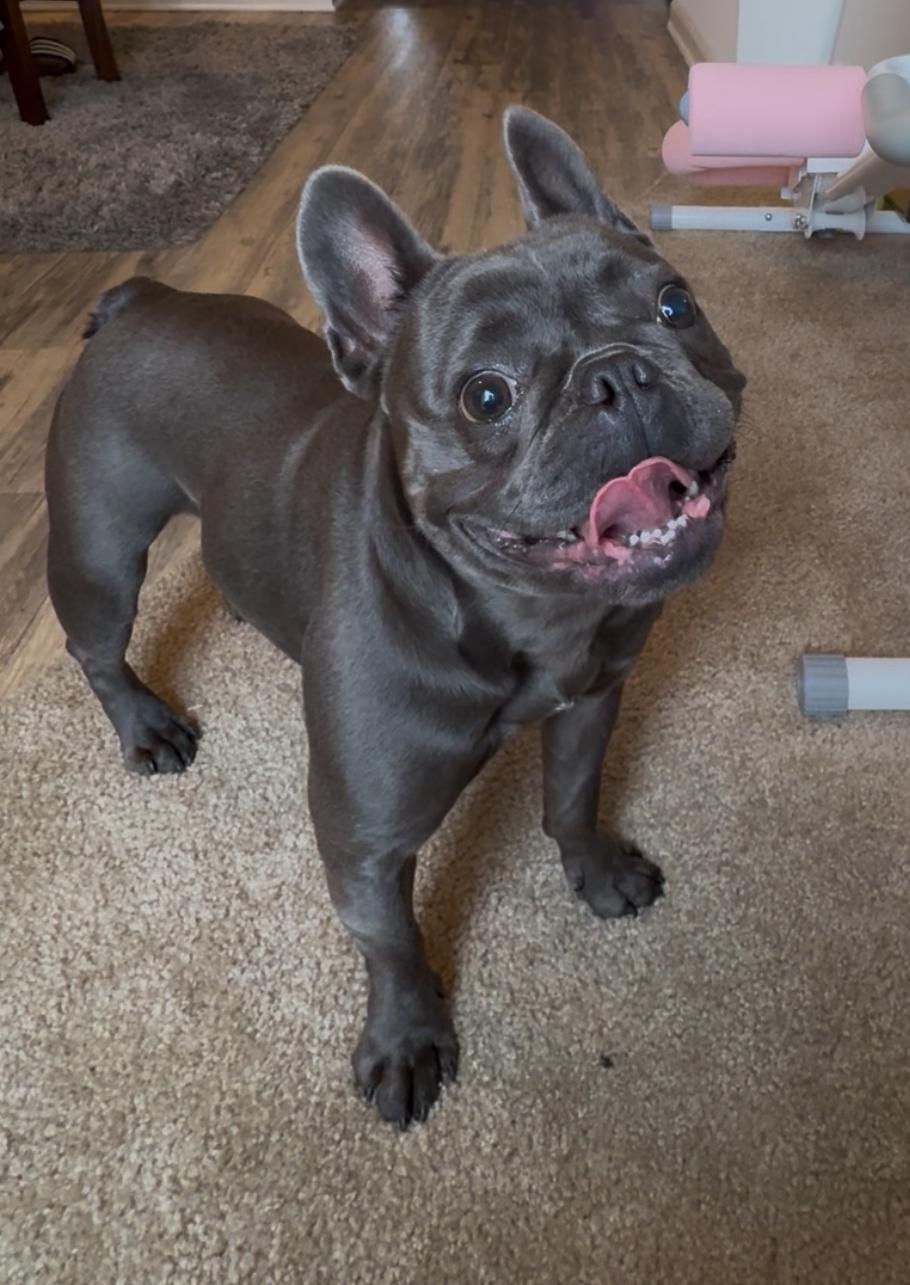 Smokey, ADOPTABLE, Adult Male French Bulldog.