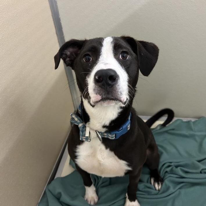 Mr. Claus, a Adoptable Mixed Breed in Red House, WV image 1/4