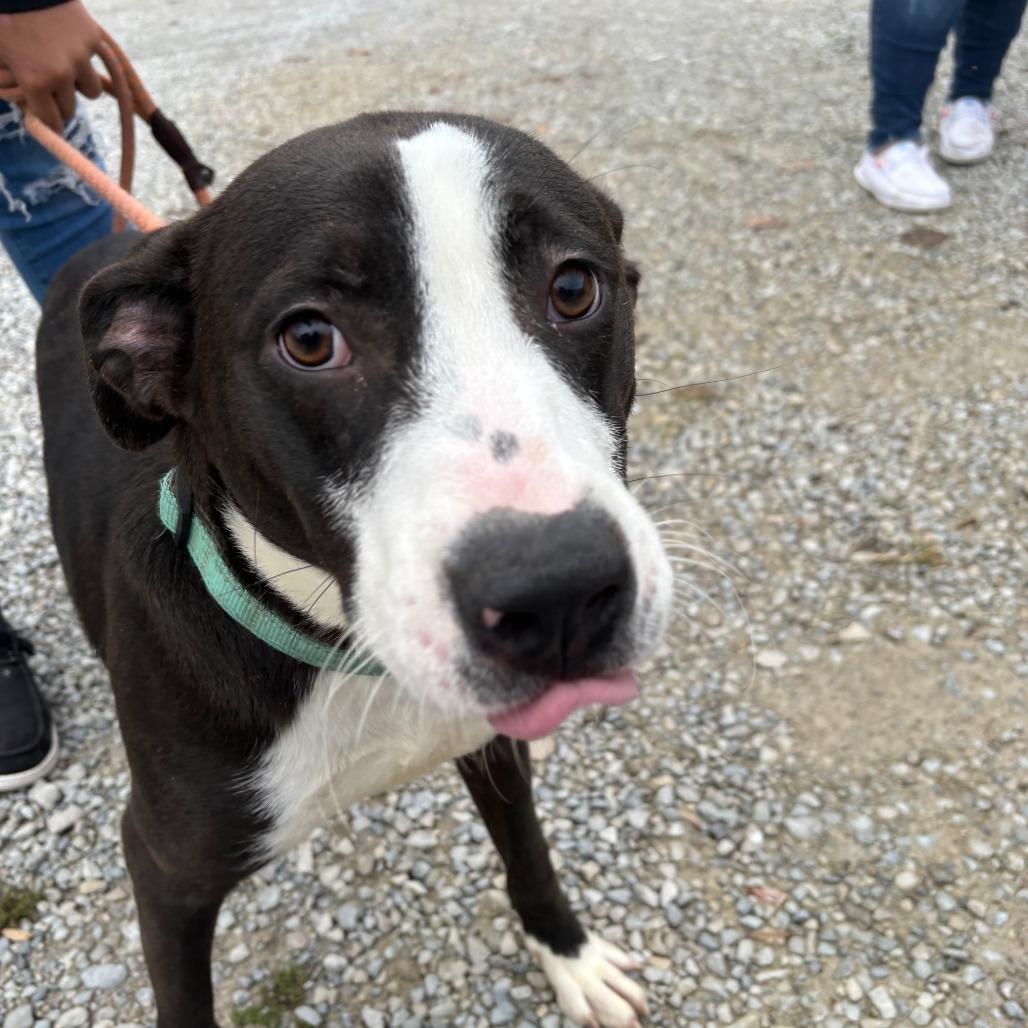 Mr. Claus, a Adoptable Mixed Breed in Red House, WV image 2/4