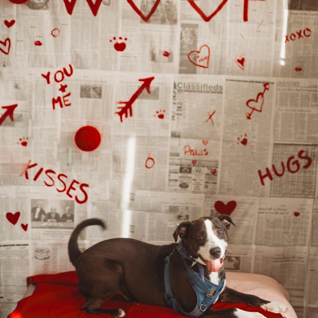 Mr. Claus, a Adoptable Mixed Breed in Red House, WV image 3/4