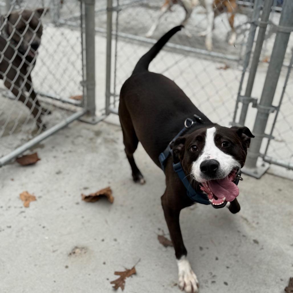 Mr. Claus, a Adoptable Mixed Breed in Red House, WV image 4/4