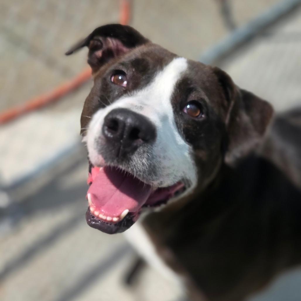 Enlarge Mr. Claus, a Adoptable Mixed Breed in Red House, WV image 6/6