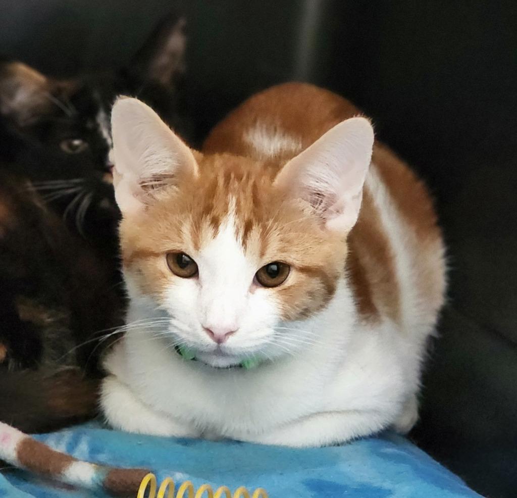 Jiggles, Adoptable, Young Male Domestic Short Hair.