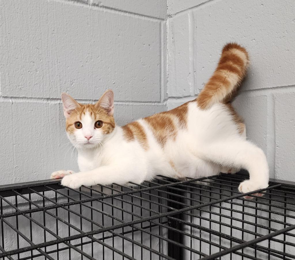 Jiggles, Adoptable, Young Male Domestic Short Hair.