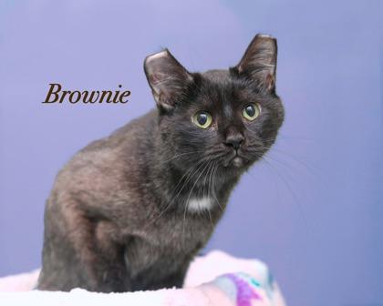 Enlarge Brownie, a Adoptable mixed breed in Parma, OH image 1/1