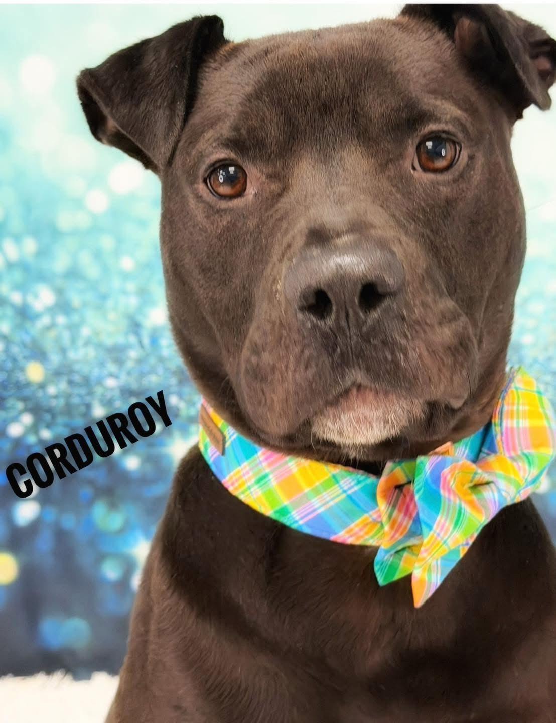 Corduroy, ADOPTABLE, Adult Male Mixed Breed.