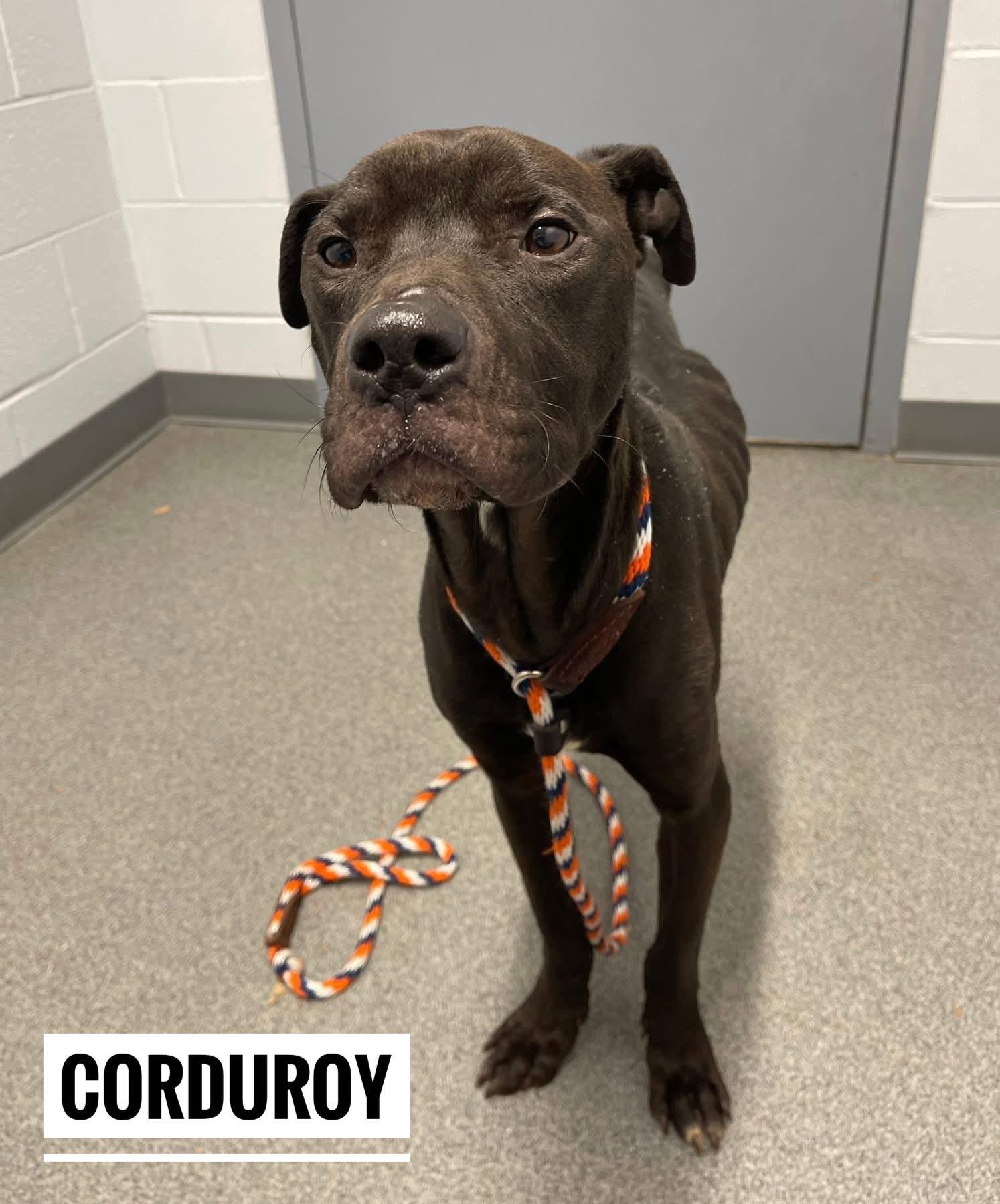 Enlarge Corduroy, a ADOPTABLE Mixed Breed in Flint, MI image 2/2